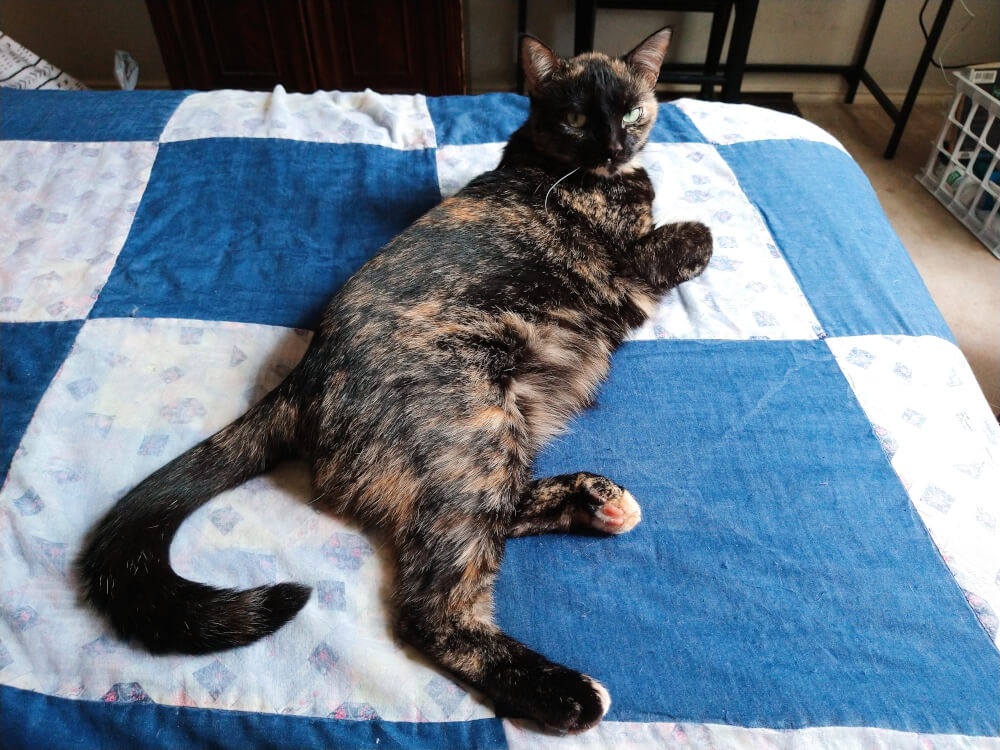 Tortico cat laying on a blue quilt, looking towards the camera