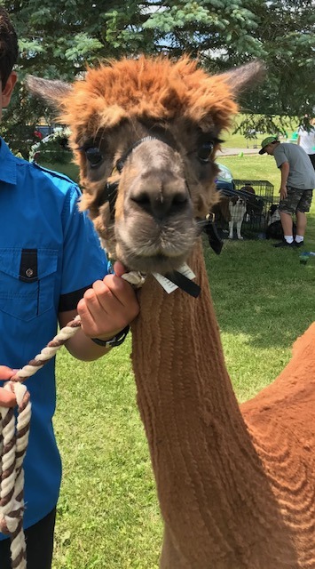 residential treatment with animals at farm